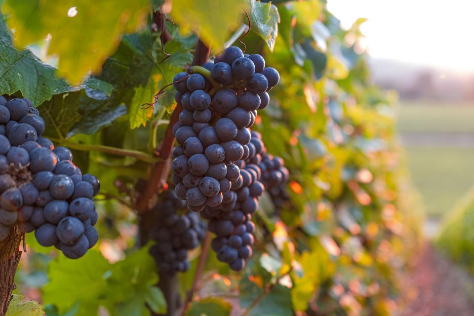 Champagne grapes growing on the vine