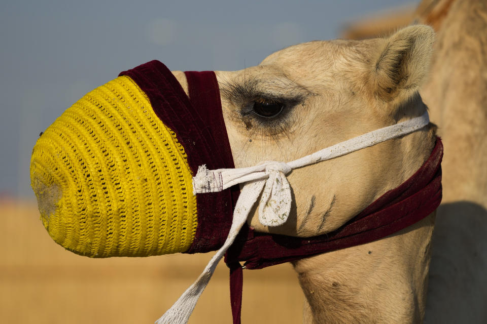 A camel waits for the next group of riders in Mesaieed, Qatar, Nov. 26, 2022. Throngs of World Cup fans in Qatar looking for something to do between games are leaving Doha for a classic Gulf tourist experience: riding a camel in the desert. But the sudden rise in tourists is putting pressure on the animals, who have almost no time to rest between each ride. (AP Photo/Ashley Landis)