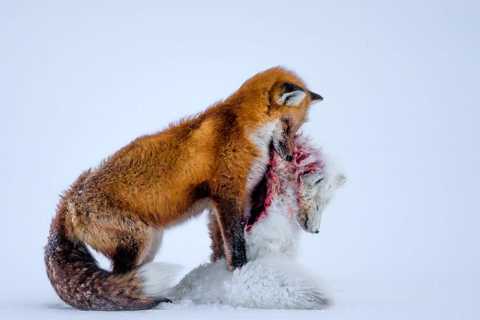 A Tale of Two Foxes — Grand Prize Winner