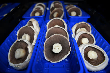 Flat cap mushrooms are prepared for packaging at Codd Mushroom farm in Tullow, Ireland October 9, 2016. REUTERS/Clodagh Kilcoyne