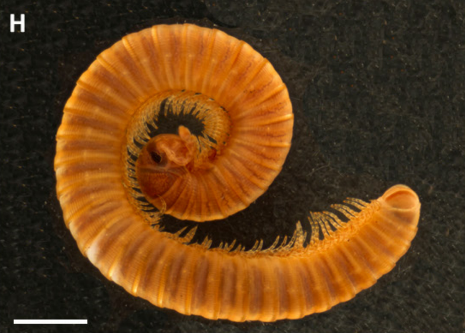 A Udzungwastreptus marianae, or Marian’s millipede, curled into a spiral.