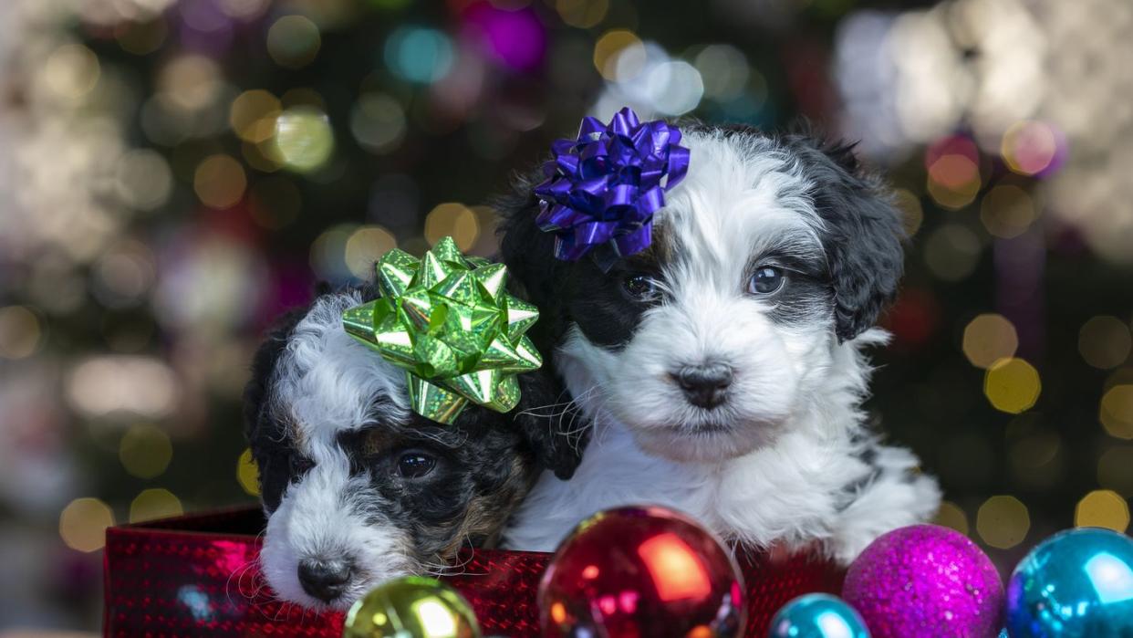 two adorable bernedoodle puppies in a holiday gift scene