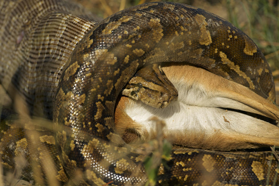 Fressen und gefressen werden: Python verschlingt Steinbock