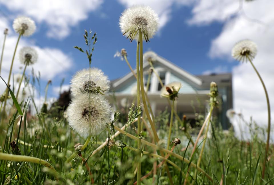 Dandelions and grass reach skyward during "No Mow May"  on Friday, May 28, 2020, in Appleton, Wis.