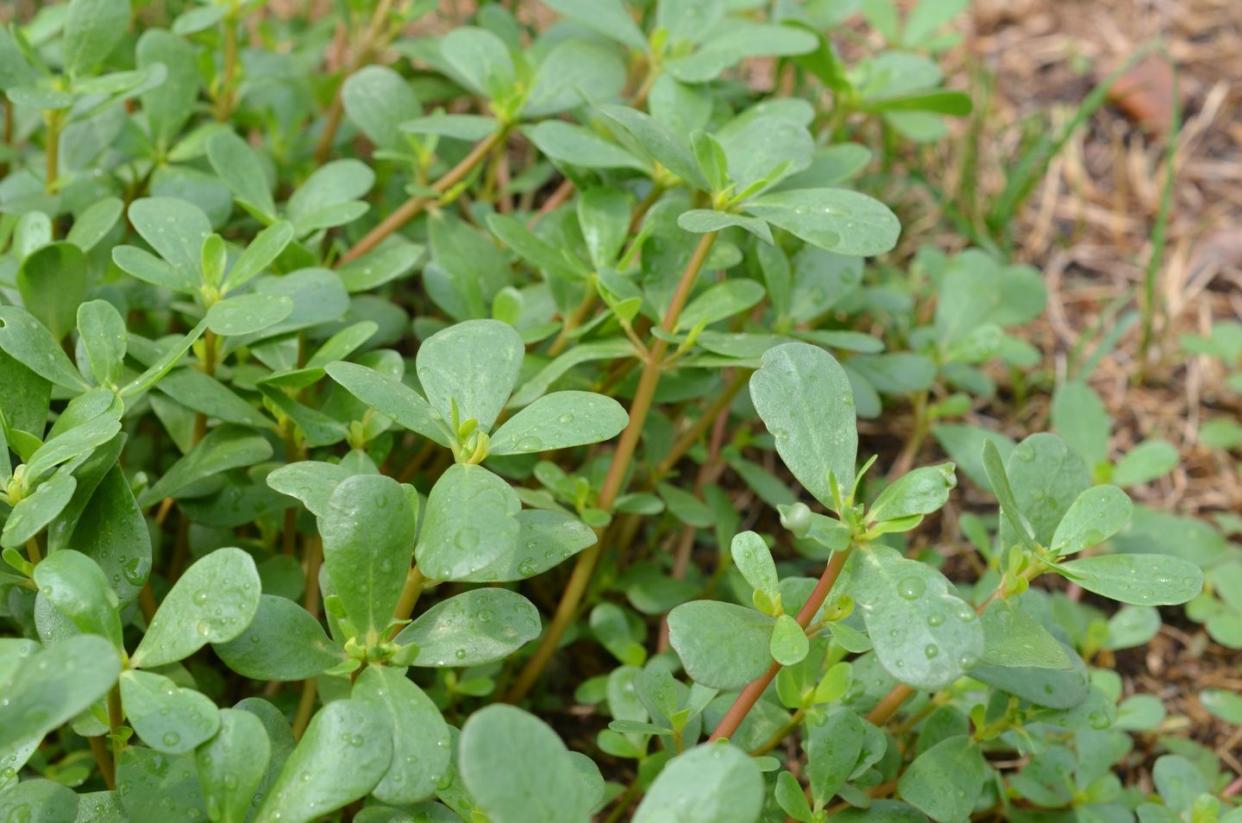 types of weeds common purslane