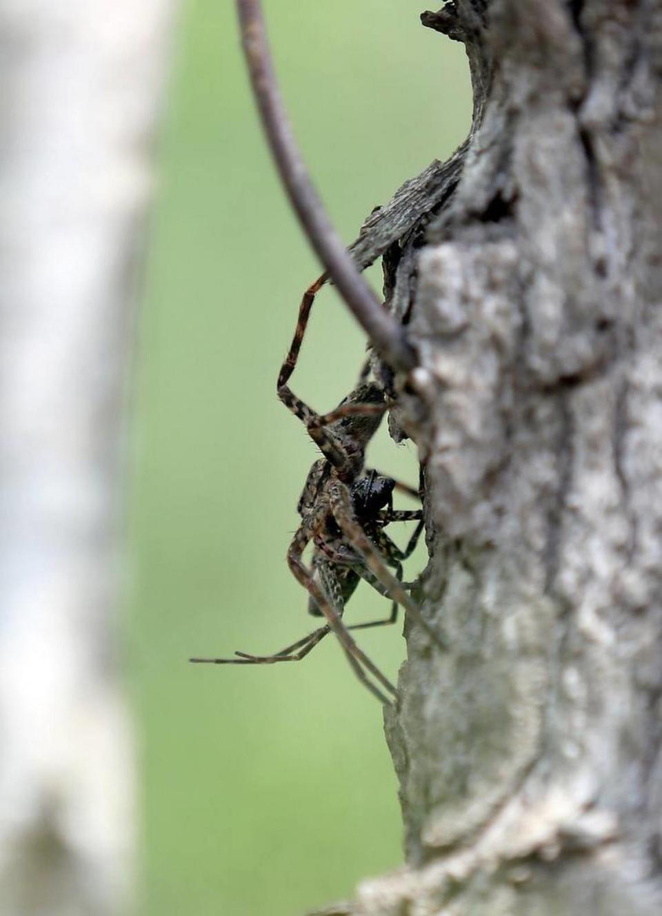 A fishing spider is on top of a dead fishing spider on the Waccamaw River on Thursday, April 27, 2017.