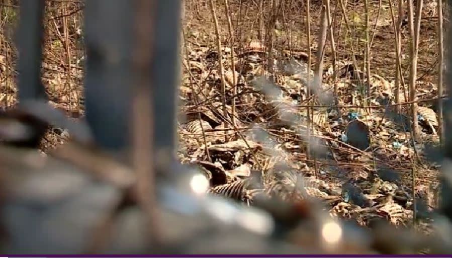Rotting deer carcasses can be seen piled up in a lot near a wild game processer in North Memphis.