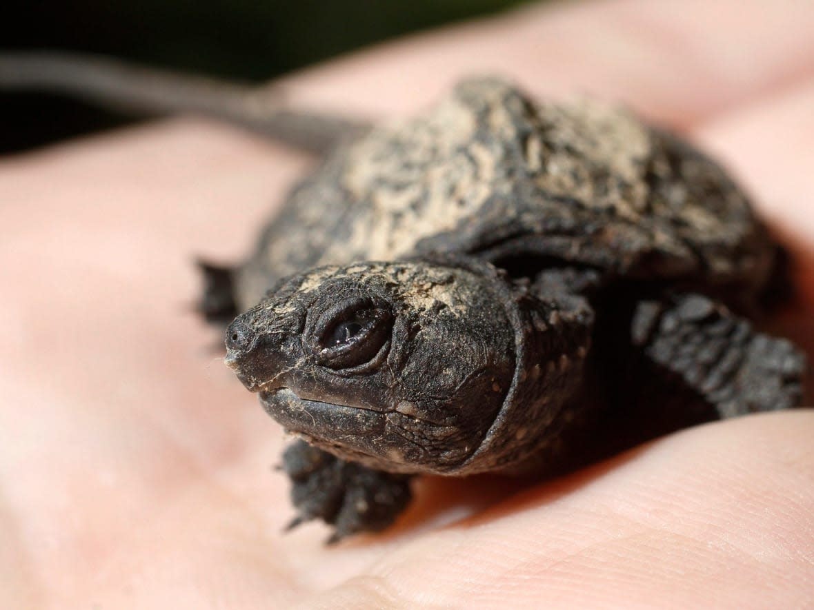 A snapping turtle is seen in this 2013 file photo. Snapping turtles were among various kinds of turtles an Alberta resident was fined for illegally importing and selling.  (The Associated Press - image credit)