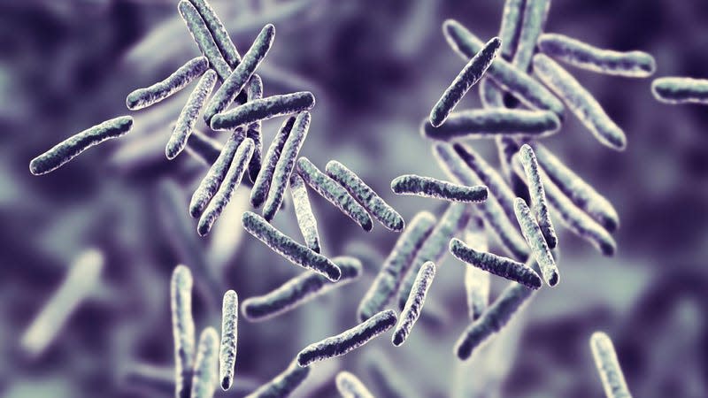 An illustration of Mycobacterium tuberculosis bacteria, the rod-shaped bacteria that causes tuberculosis. - Illustration: Kateryna Kon (Shutterstock)