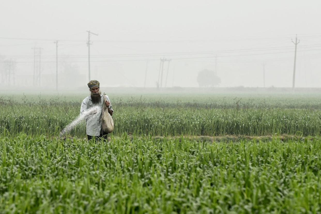 A farmer spreads fertilizer in a wheat field outside Amritsar, India. <a href="https://www.gettyimages.com/detail/news-photo/farmer-spreads-fertiliser-in-a-wheat-field-amid-foggy-news-photo/1231155968" rel="nofollow noopener" target="_blank" data-ylk="slk:Narinder Nanu/AFP via Getty Images;elm:context_link;itc:0;sec:content-canvas" class="link ">Narinder Nanu/AFP via Getty Images</a>