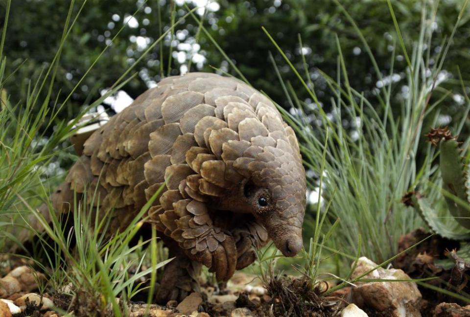 A pangolin