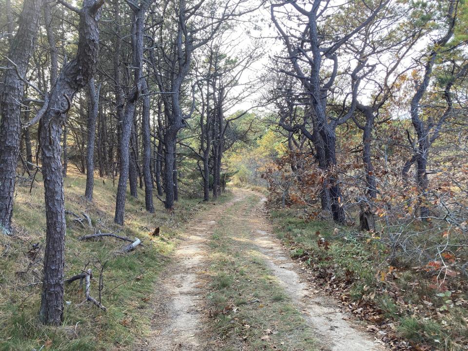 A quiet country road on High Head in Truro.