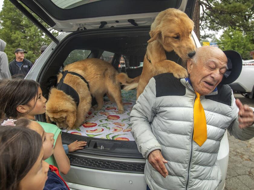 Two golden retrievers play with people in the back of an SUV.