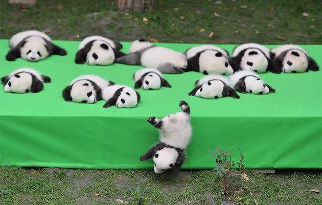 Pandamonium! Photo: Getty