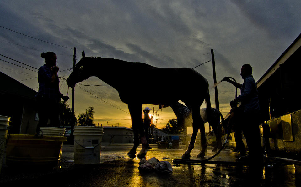 Horses getting baths