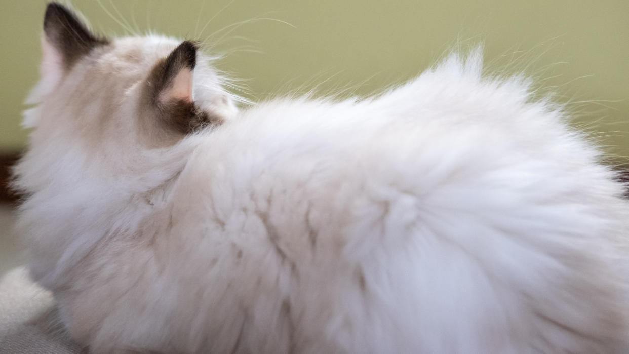 32 fun facts about ragdoll cats