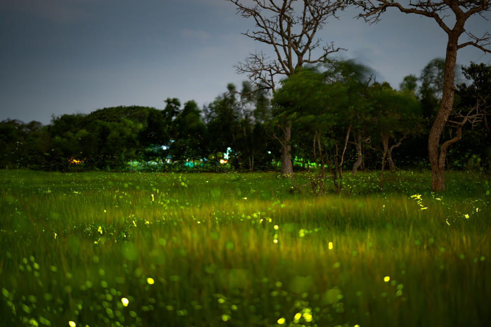 A field with tall grass at night illuminated by numerous glowing fireflies among scattered trees