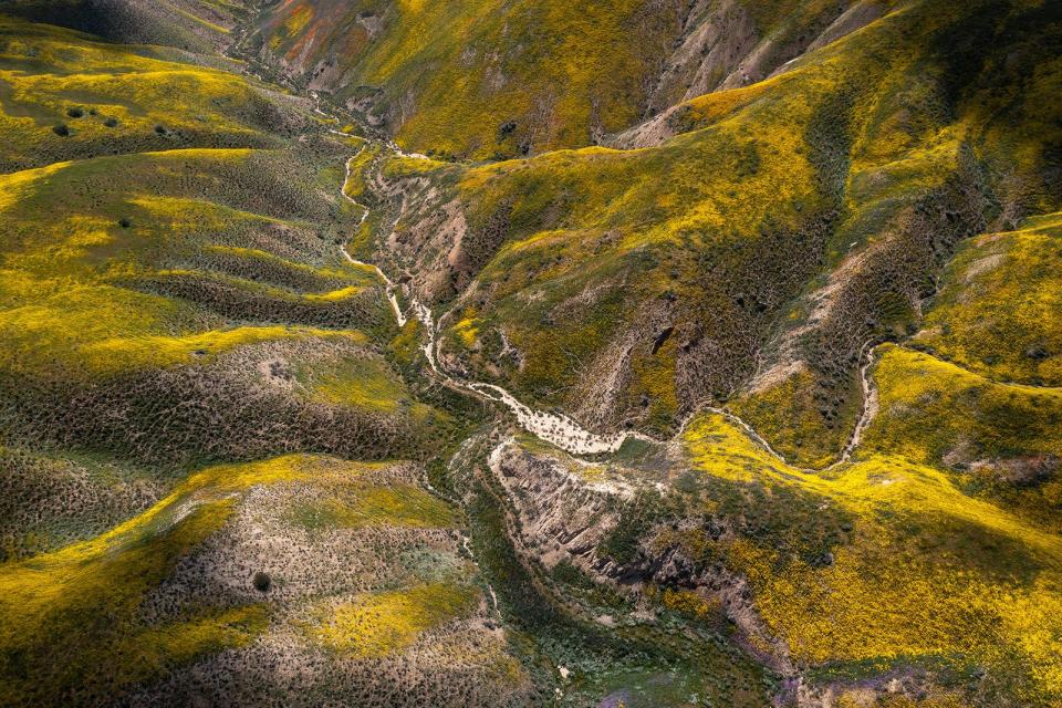 Various wildflower species color Temblor Range on April 15, 2023 near Santa Margarita, California. 