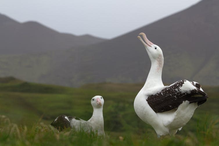 <span class="caption">Wandering albatrosses can form lifelong breeding pairs.</span> <span class="attribution"><span class="source">Samantha Patrick</span>, <span class="license">Author provided</span></span>