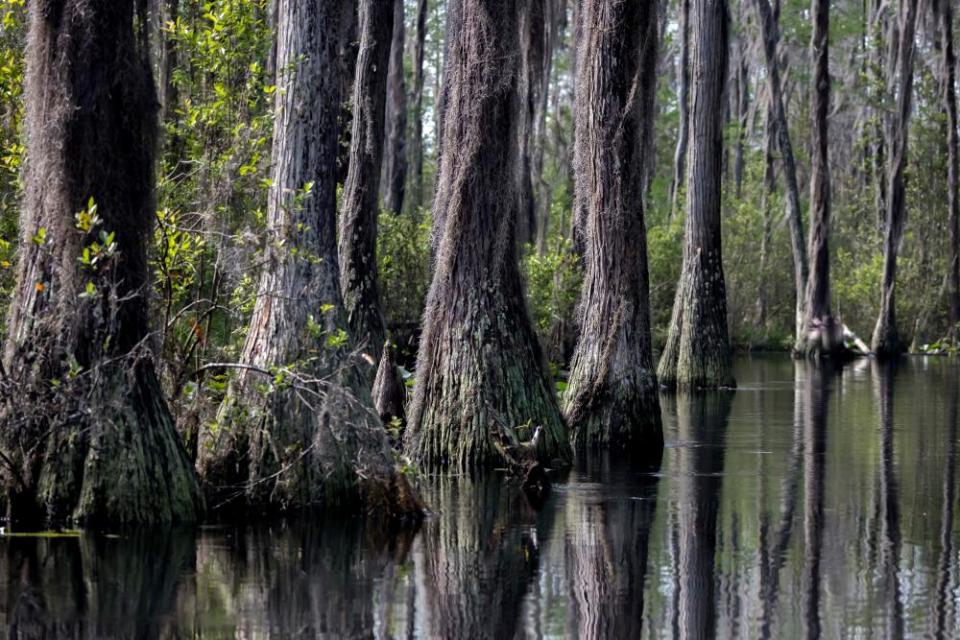 A stand of cypress trees in the Okefenokee swamp.