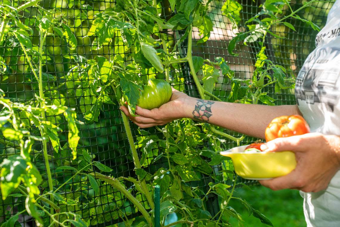 Leigh Beaver picks tomatoes from trellised vines in her backyard.