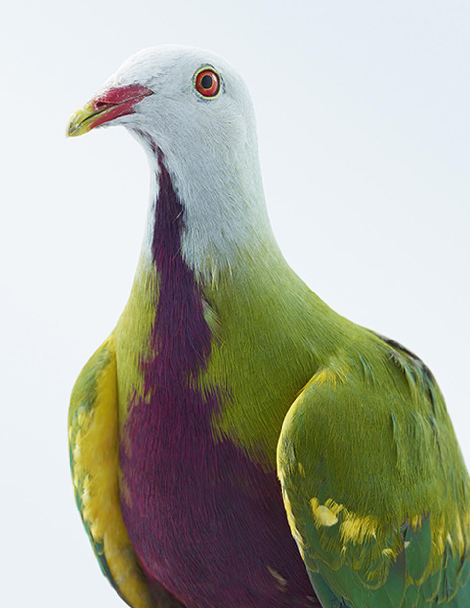 <p>Jeffreys added: “Pigeons have extraordinary mental and physical powers. They can be beautiful, and they have had a long history of helping humans deliver messages, saving even lives with their homing capabilities.” (Photo: Leila Jeffreys/Caters News) </p>