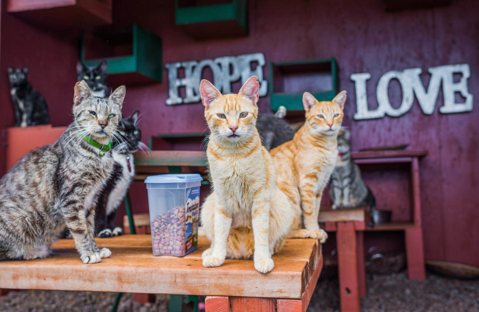 <p>Kitties sit next to cat treats in the shade at the Lanai Cat Sanctuary in Hawaii. (Photo: Andrew Marttila/Caters News) </p>