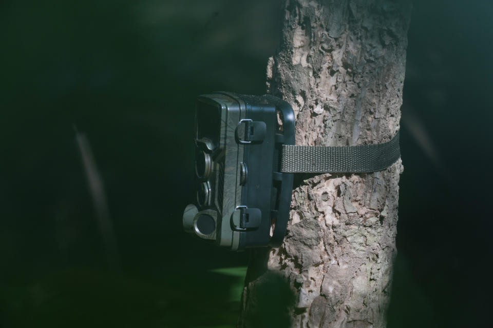 A camera trap hangs on a tree at Khnorng Phsar, a national park of Cardamom Mountain in western Phnom Penh, Cambodia, Friday, Feb. 16, 2024. As part of a plan to restore Cambodia's population of tigers, the country's Environment Ministry this weekend will start installing a network of camera traps in the country's Cardamom Mountains and soon import four tigers from India to jumpstart the repopulating process. (AP Photo/Heng Sinith)