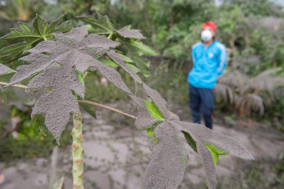 Plants in a garden are covered in ash from the eruption o