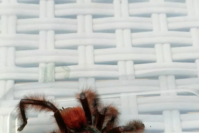 The tarantula which was sadly found deceased