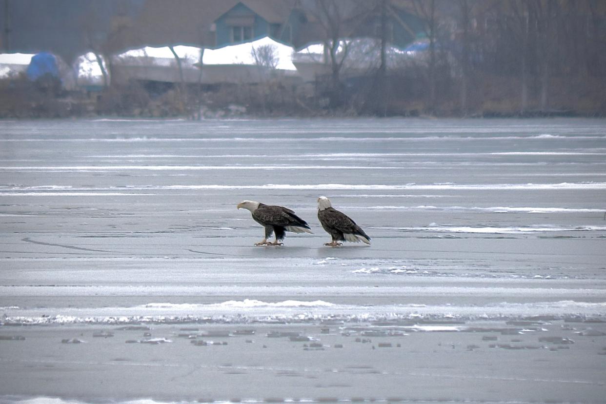 Two bald eagles, likely mates as the species typically pairs for life, stop on the Lake Erie ice at East Harbor State Park in Catawba Island Township.