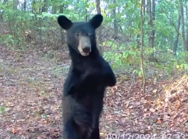 Locals believe the bear was born without front legs due to its “clean nubs” and lack of scarring. USA Today