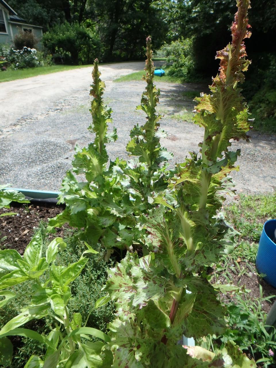 Once lettuce bolts like this, it will flower and produce seeds that can be saved.