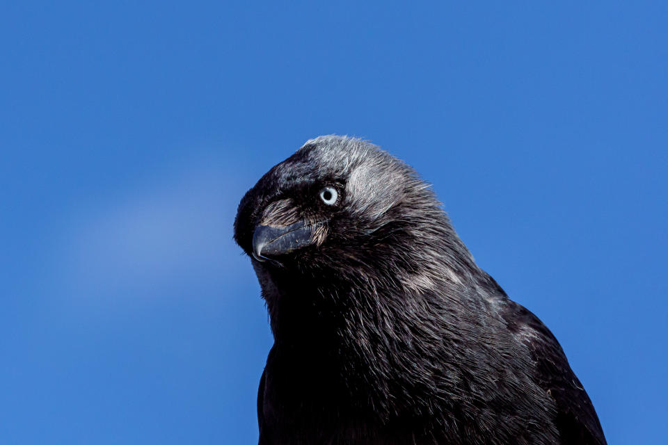 The birds include two species, the eastern and western Jackdaws. (Getty)