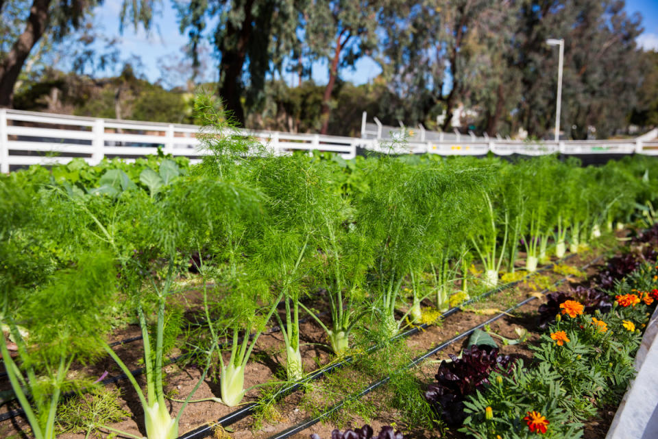 Gorgeous green fennel thriving in the field<p>Courtesy of Audra Mulkern</p>