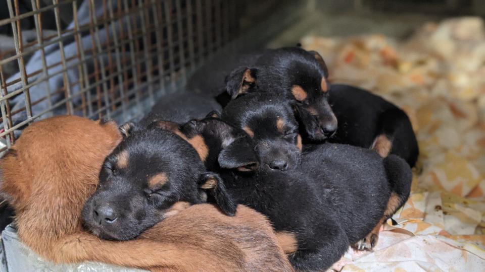 Six of the puppies survived following the rescue, while two sadly died. Source: RSPCA SA