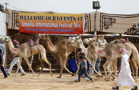 Jockeys, most of whom are children, walk with their camels near the starting line during the opening of the International Camel Racing festival at the Sarabium desert in Ismailia, Egypt, March 21, 2017. Picture taken March 21, 2017. REUTERS/Amr Abdallah Dalsh