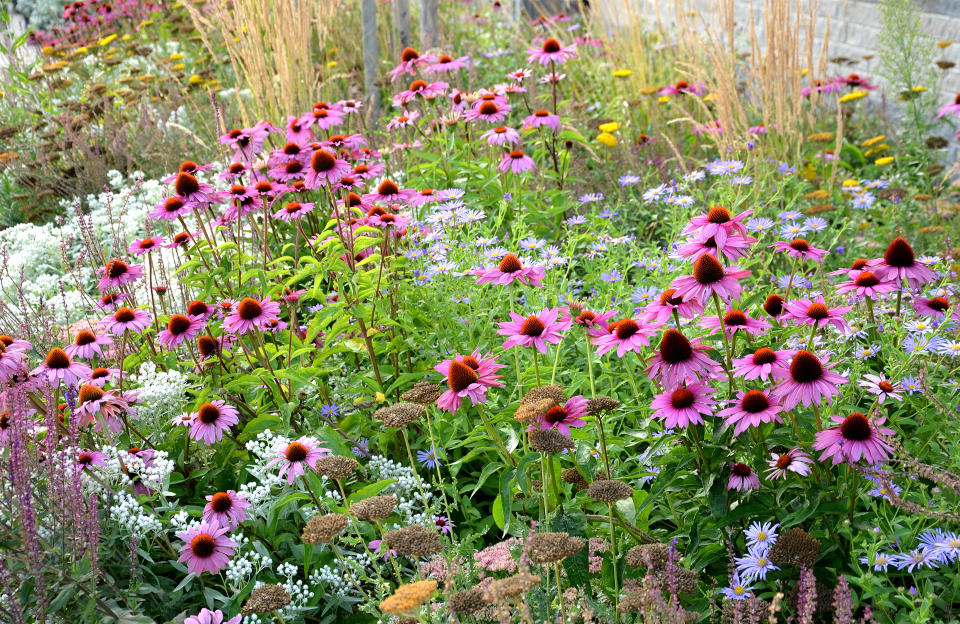 Avoir un beau jardin sans eau