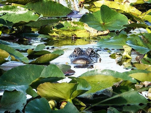 An alligator swims through the shallow water of the Everglades National Park on January 04, 2020, in Miami, Florida.