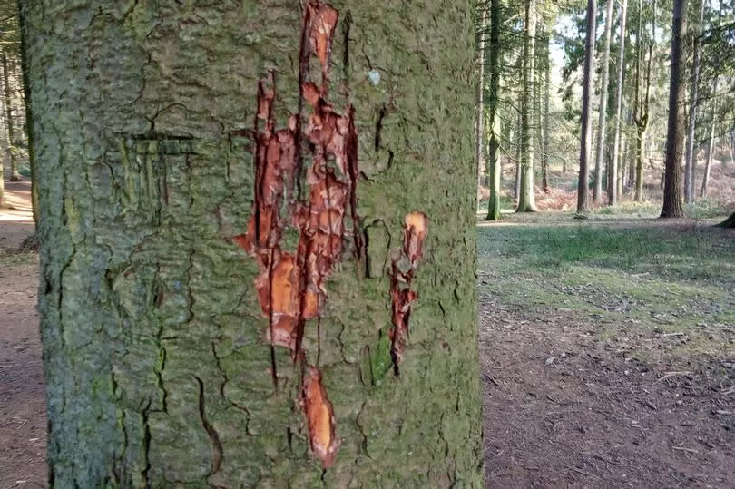 Tree with scratch-like markings