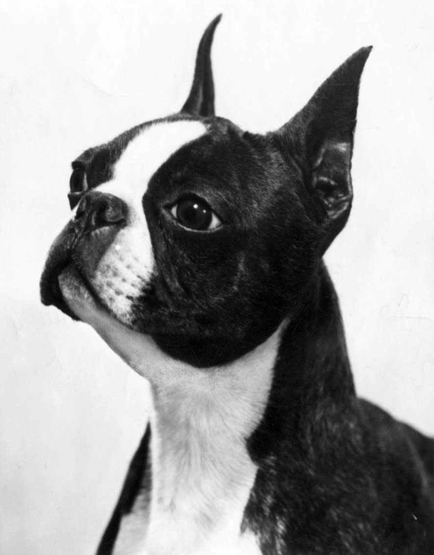 This undated publicity photo provided courtesy of American Kennel Club shows a Boston terrier. In the 1910s, the Boston terrier takes over at No.1 and remains the only "made in the U.S.A." breed to reach the top spot. The dog is known as America's gentleman. (AP Photo/Courtesy American Kennel Club)