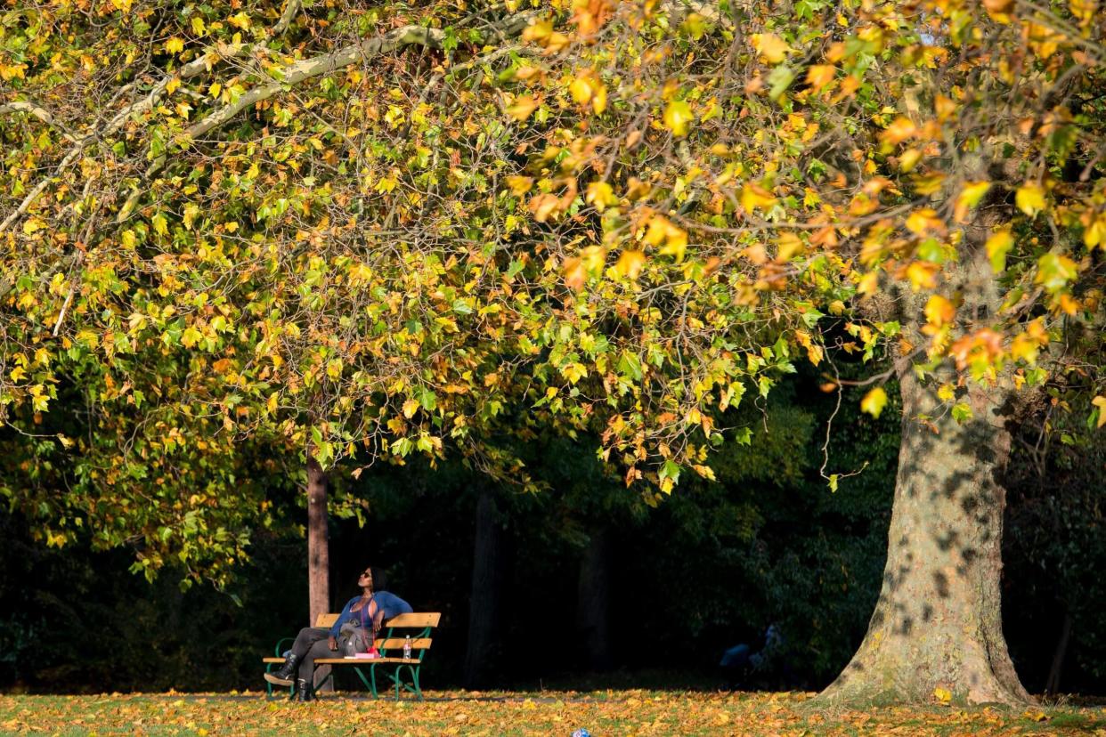 Green city: there are eight million trees in London: PA