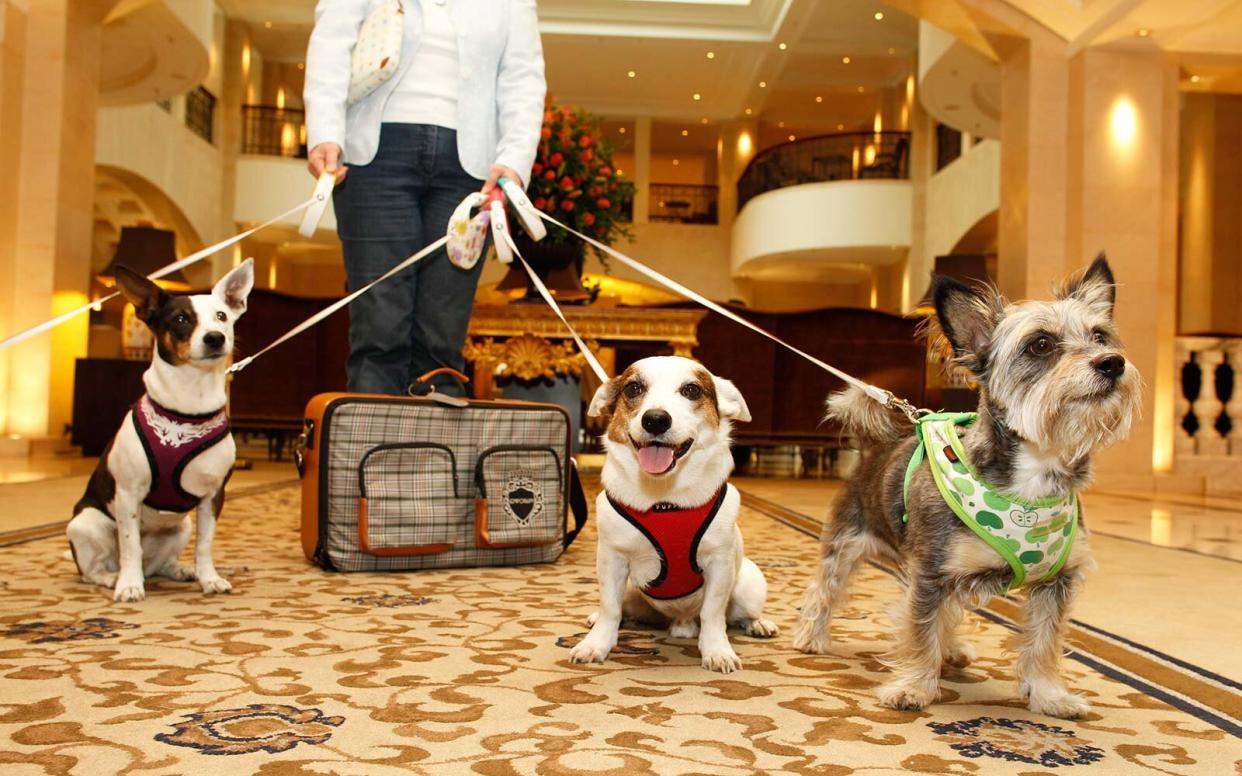 Dogs in a luxury hotel travel