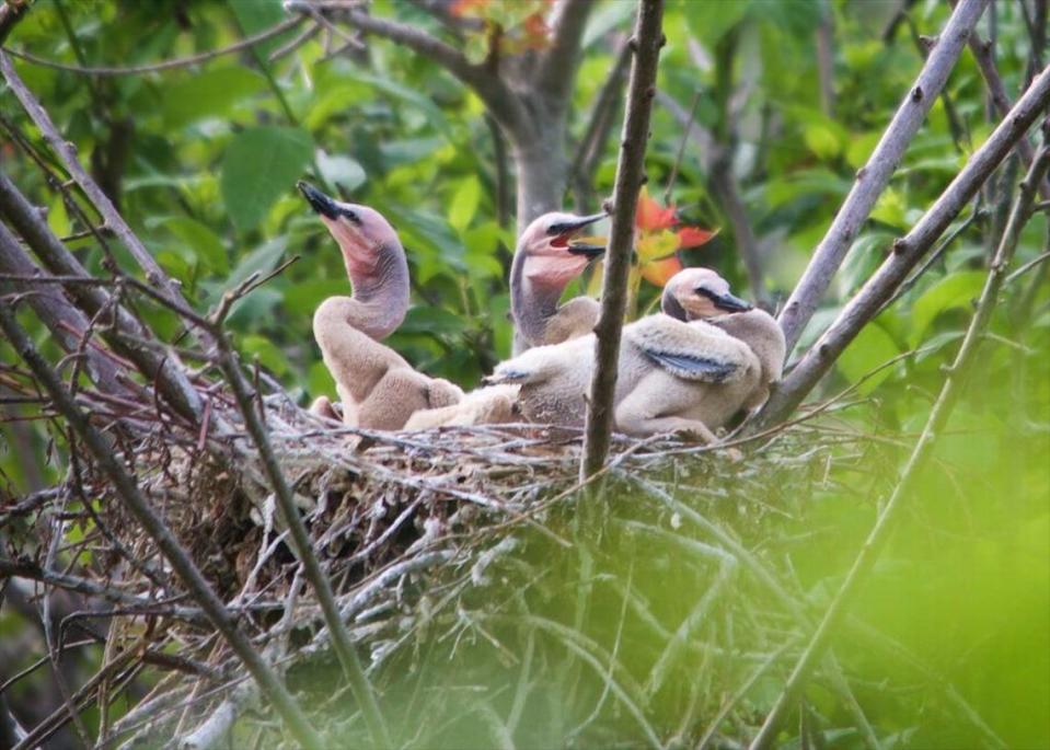 Another look at a group of anhinga hatchlings. Their tan plumage is quite different from the black feathers that cover most of an adult bird’s body. jkidd@beaufortgazette.com/Jeff Kidd