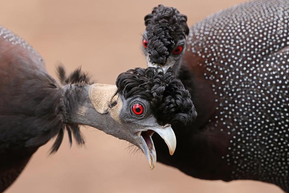 That’s the spot! (Richard Flack/Wildlife Photographer of the Year)