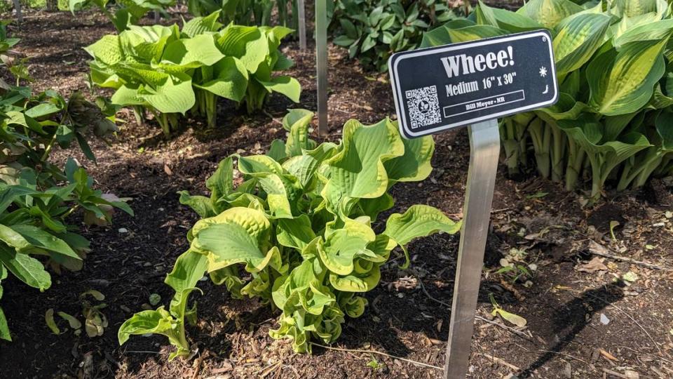 Wheee! is one of 500 varieties of hostas the can be found at Hostas on the Bluff in Fairview Heights. Jennifer Green/jgreen@bnd.com