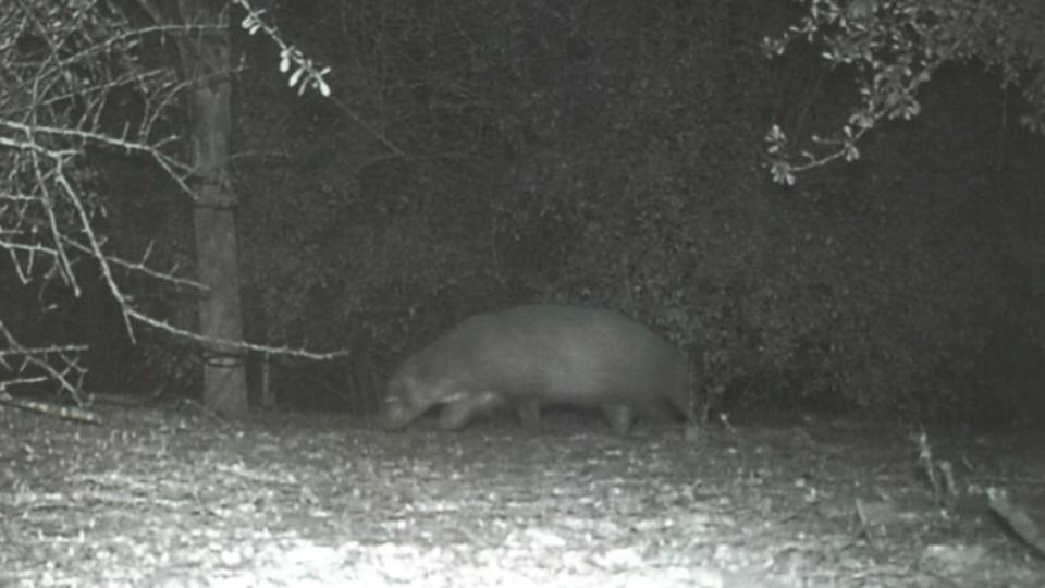 德州河谷公園發現不明生物。（圖／翻攝自Bentsen-Rio Grande Valley State Park Facebook）