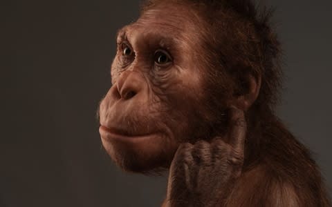 Life reconstruction of Australopithecus sediba - Credit: Sculpture: Elisabeth Daynes / Photo: S. Entressangle