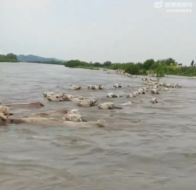 中國洞庭湖5日潰堤，牛群在洪水中掙扎求生。   圖：翻攝微博