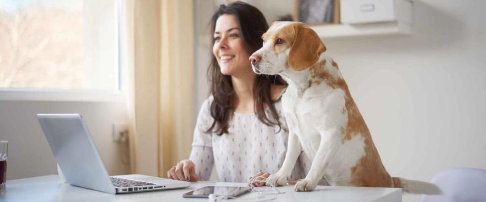 Businesswoman looking through window with her dog in home office . Businesswoman in thirties concept